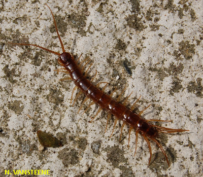 Lithobius forcicatus